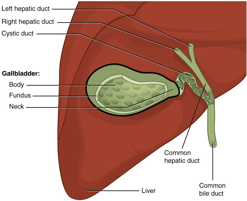 "10 Effective Natural Remedies for Gallbladder Pain"